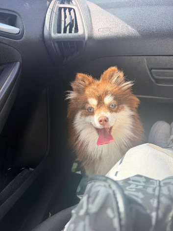 Pomsky