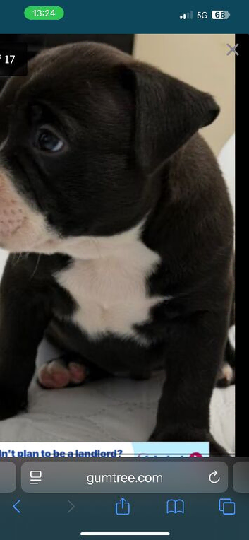 Thick pocket bully pups
