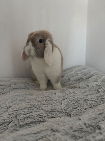 Beautiful female mini lop