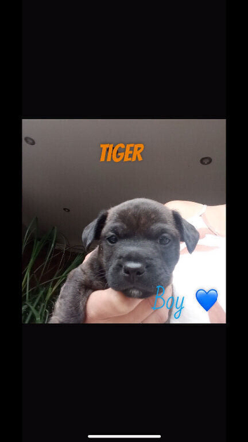 Jack russel cross french bulldog puppies