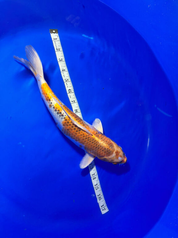 Koi carp