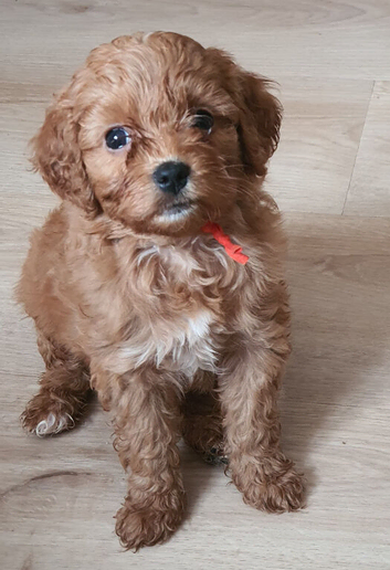 Red Toy Cavapoochon small puppies