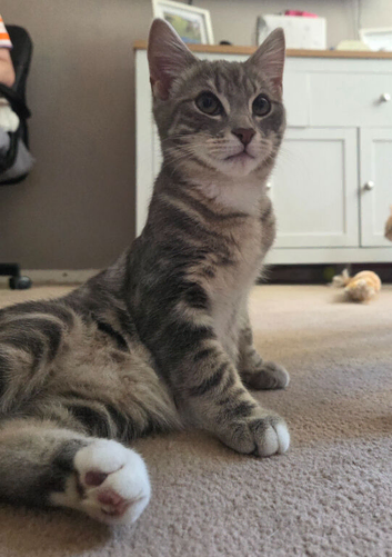 6 months old male kitten looking for a loving home