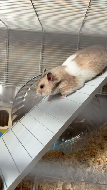 Female Syrian hamster for sale