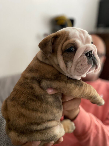 AMAZING CHUNKY BRITTISH BULLDOG PUPPIES