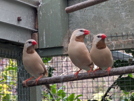 Hecks grass finches for sale