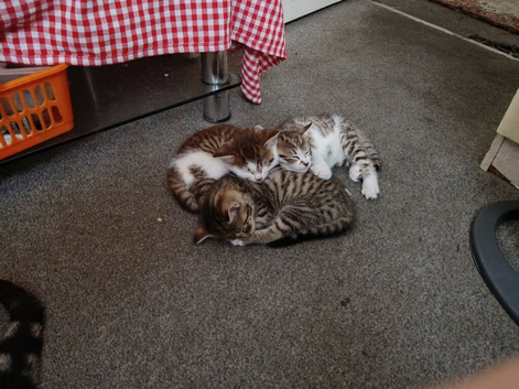 Kittens looking for lovely family