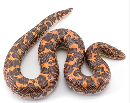 Sand Boa