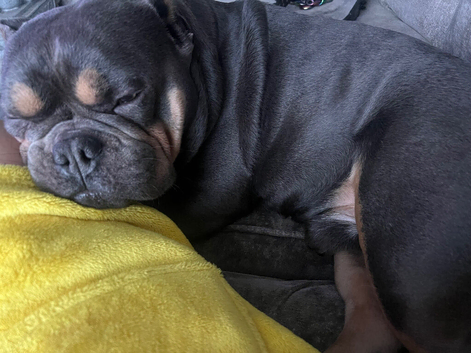 micro bull