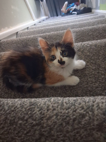 kittens for sale