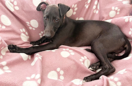 Gorgeous KC registered whippet for sale