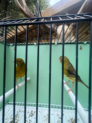 Canary pair