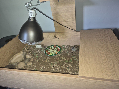 2x tortoises and enclosure.