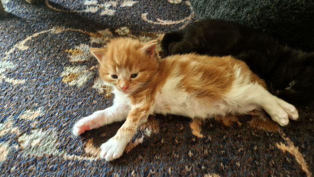 Beautiful Kittens
