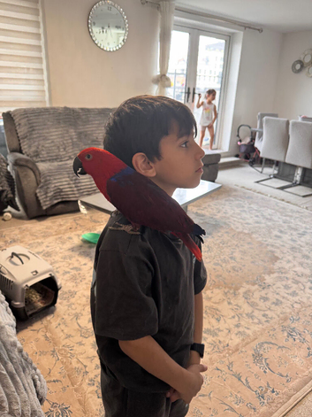 Red-sided Eclectus