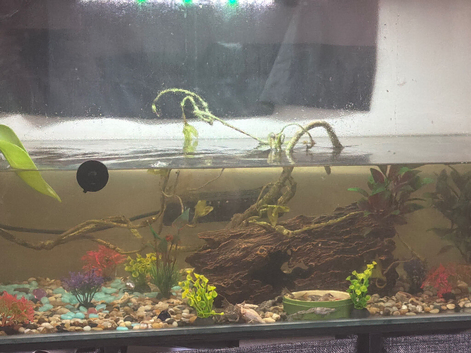 African dwarf Frogs