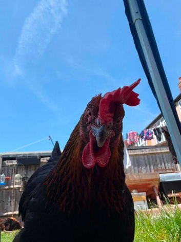 2 French Copper Maran Hens and 2 Black Mottled Silkie Hens
