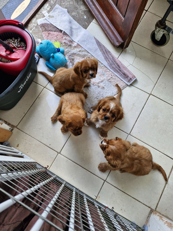 Cavalier King Charles Spaniel, KC reg,  health checked  puppies