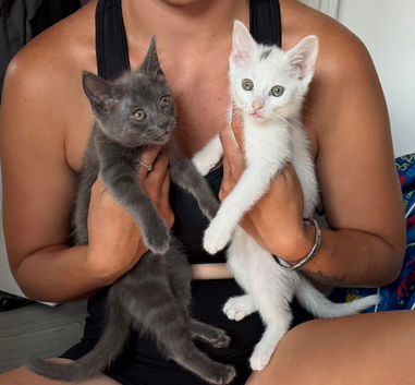 X2 kittens to go together