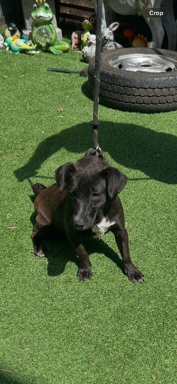 Patterdale bitch