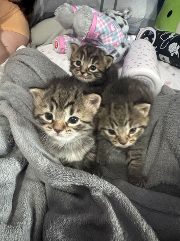 3 beautiful tabby kittens ready 5th July