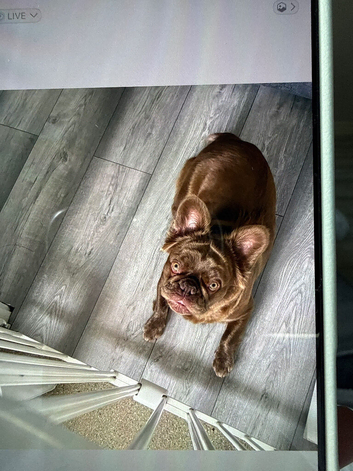 French bulldog