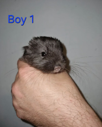 Male Chinchilla Kits Ready To Leave Now