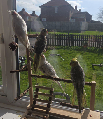 4 cockatiels