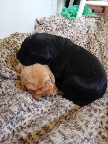 Beautiful Labrador puppies