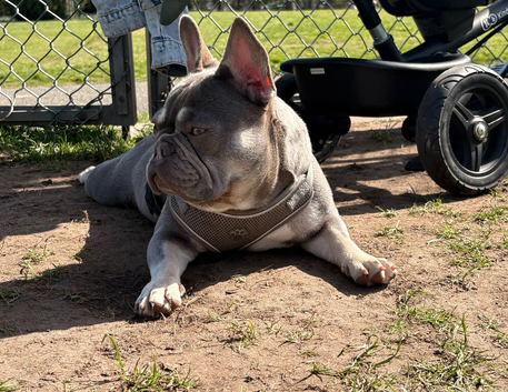 Blue and tan stunning frenchie
