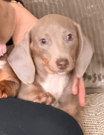Miniature dachshund baby