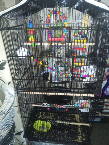 2 lovely budgies