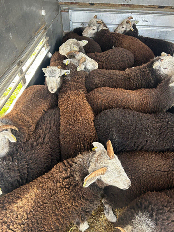 Herdwick lambs