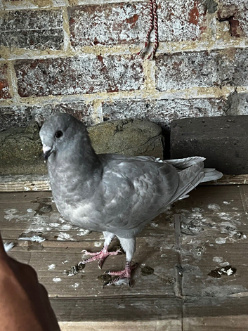 silver baby