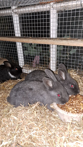 Lionhead x dutch bunnies