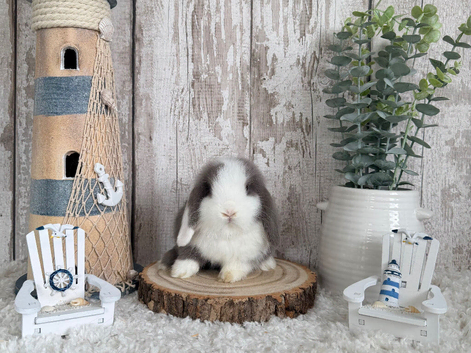 Purebred Mini Lop - Ready Now