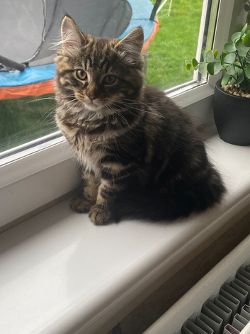 Male kitten