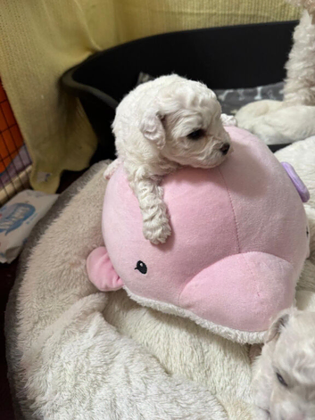 KC Registered Bichon Frise Puppies Champion Bloodlines
