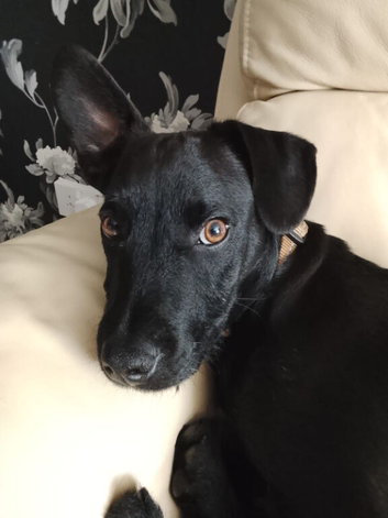 Buddy 1 year old male