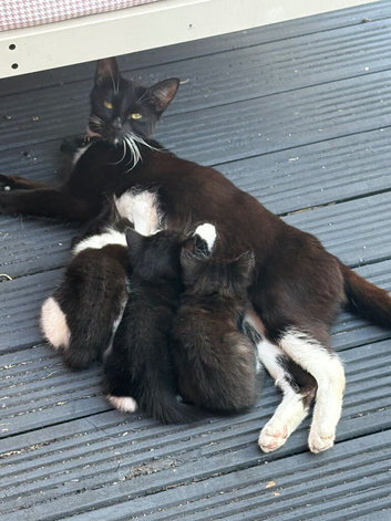 Kittens for sale