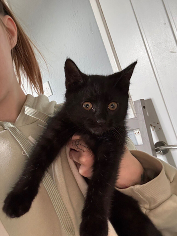 12 week kitten