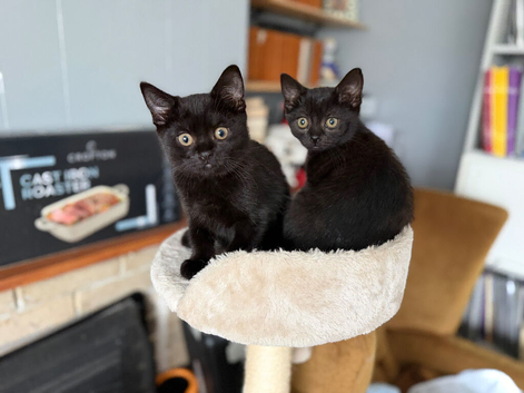Stunning Black British Shorthair Kittens &ndash; Only 2 Left