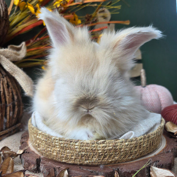 English Angora Babies for Sale