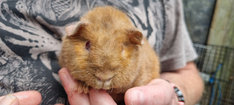 Baby Guinea Pigs (boys)