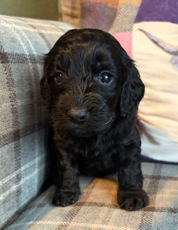 Gorgeous Cockapoo Puppies