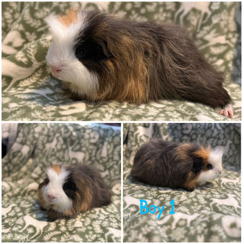 Male Guniea pigs looking for a forever home