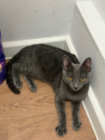 Female Russian blue kitten