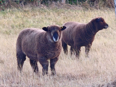 Lovely Trio of Pedigree Coloured Ryland Ewes for sale.
