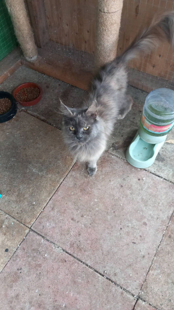 3 years old female