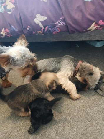 Toy yorkie x chihuahua